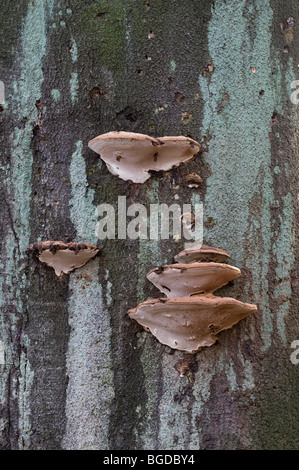 Des Pferdes HUF Pilz oder Zunderschwamm (Zündstoff Fomentarius) auf Totholz, Buche Stamm mit Markierungen von einem Specht und Flechten Stockfoto