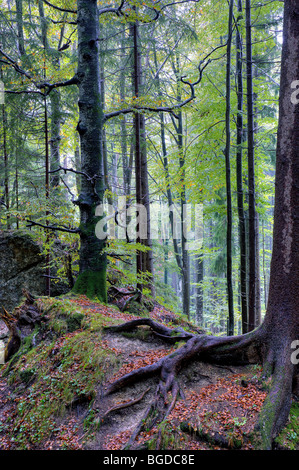 Buchen (Fagus), Buchenwald im Regen, Ronsberg, Allgäu, Bayern, Deutschland, Europa Stockfoto