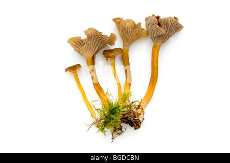 TROMPETE PFIFFERLINGE PILZE. EIERSCHWÄMMEN TUBAEFORMIS PILZ, SUSSEX. Stockfoto