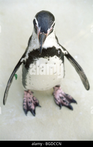 Humboldt-Pinguin (Spheniscus Humboldti) Stockfoto