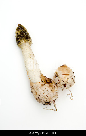 PHALLUS IMPUDICUS, STINKMORCHEL PILZ, PILZE. Stockfoto