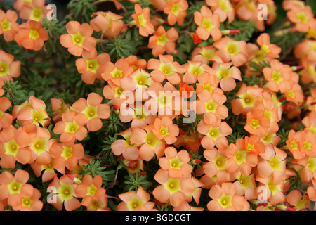 Massoniana Oxalis, Oxalidaceae, Südafrika Stockfoto