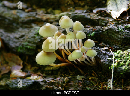Yellowleg Bonnet, Mycena Epipterygia, Mycenaceae. Pilze und Giftpilze. Stockfoto