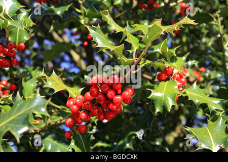 Stechpalme Bush Blätter und Beeren, Surrey, England, UK. Stockfoto