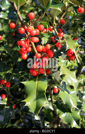 Stechpalme Bush Blätter und Beeren, Surrey, England, UK. Stockfoto