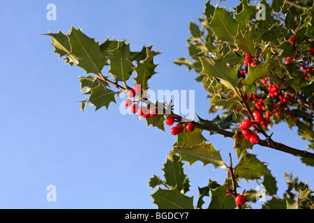 Stechpalme Bush Blätter und Beeren, Surrey, England, UK. Stockfoto