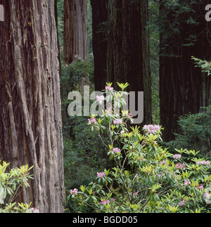 Kalifornien - Rhododendren blühen zwischen den Redwood Bäumen entlang der Verdammnis Creek Trail im Redwood National Park. Stockfoto