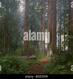 Kalifornien - riesigen Redwood-Bäume in Lady Bird Johnson Grove im Redwood National Park. Stockfoto