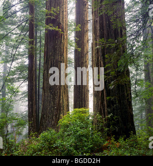 Kalifornien - riesigen Redwood-Bäume entlang der Verdammnis Creek Trail im Redwood National Park. Stockfoto