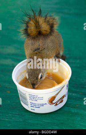 North American Red Squirrel, Kiefer Eichhörnchen, Chickaree (Tamiasciurus Hudsonicus), Essen, Karamell verteilt, Yukon-te zu stehlen Stockfoto