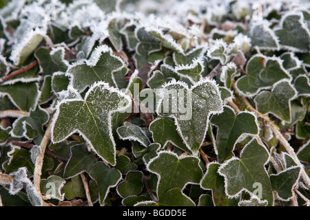 Beschichtung der Raureif auf Efeu Pflanze auf einem kalten frostigen Wintermorgen in Irland Stockfoto