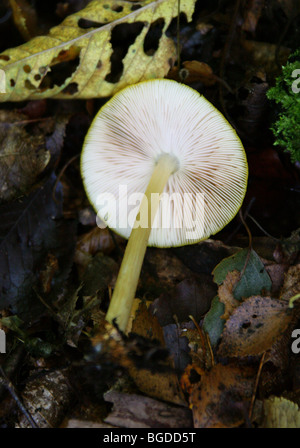 Gelbes Schild (Kappe Unterseite und Kiemen), Pluteus Chrysophaeus (p. Luteovirens), Pluteaceae Stockfoto