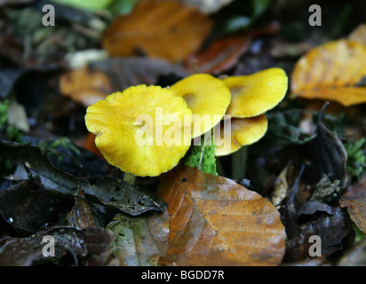 Gelbes Schild Fliegenpilze, Pluteus Chrysophaeus (p. Luteovirens), Pluteaceae Stockfoto