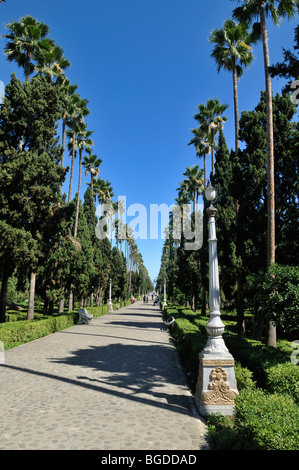 Palm-Baum-Gasse am Ramsar, Mazandaran, Iran, Asien Stockfoto