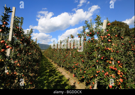 Apfelanbaus in Brixen, Trentino, Südtirol, Italien, Europa Stockfoto