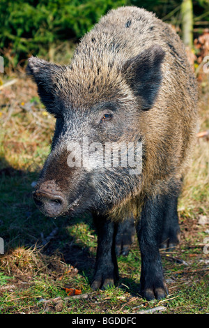 Wildschwein (Sus Scrofa), säen in einem Wald Stockfoto