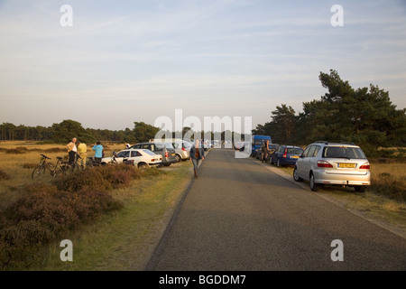 Serienfahrzeugen der Liebe rot in der Brunft Saison, Nationalpark Hoge Veluwe, Gelderland, Niederlande Stockfoto