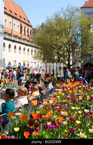 Blumen in einer Fußgängerzone, München, Bayern, Deutschland, Europa Stockfoto