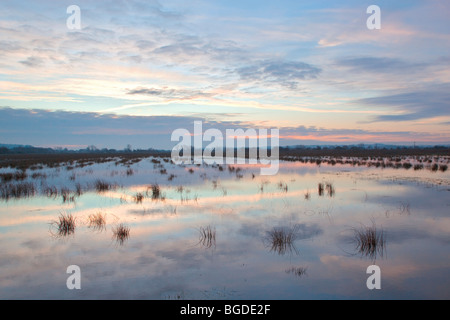 Überschwemmungen auf der Somerset Levels bei Sonnenaufgang Stockfoto