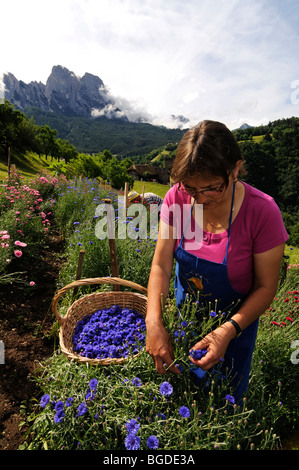 Frau Mulser Ernte Kornblumen, Südtiroler des Jahres, Herb Farm, Pflegerhof Bauernhof, Kastelruth, Südtirol, Italien, Eur Stockfoto