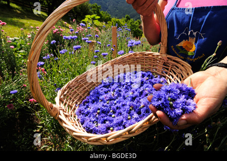 Frau Mulser Ernte Kornblumen, Südtiroler des Jahres, Herb Farm, Pflegerhof Bauernhof, Kastelruth, Südtirol, Italien, Eur Stockfoto