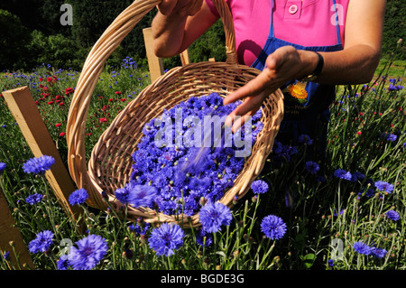 Frau Mulser Ernte Kornblumen, Südtiroler des Jahres, Herb Farm, Pflegerhof Bauernhof, Kastelruth, Südtirol, Italien, Eur Stockfoto