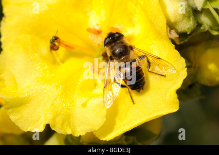 Honigbiene (Apis) auf Blüte, Südtirol, Italien, Europa Stockfoto