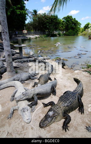 Everglades Alligator Farm, Homestead, Miami, Florida, USA Stockfoto