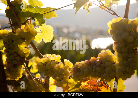 Reifer Riesling-Trauben kurz vor der Ernte im Herbst, Piesport, Mosel, Rheinland-Pfalz, Deutschland, Europa Stockfoto