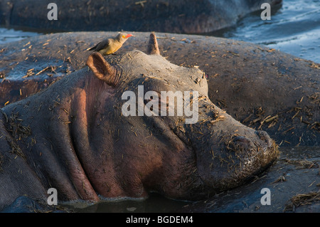 Nilpferd Hippopotamus Amphibius mit rot-billed Oxpecker Buphagus erythrorhynchus Stockfoto