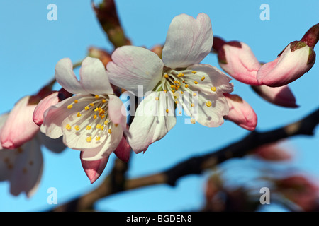 Prunus X yedoensis, Kirsche Blüte im Frühjahr Stockfoto