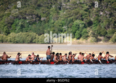 Ein Waka Taua (Krieg Kanu) auf dem Waitangi Fluss während Waitangi Day Feierlichkeiten, Neuseeland Stockfoto