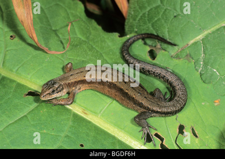 Vivipare Eidechse oder gemeinen Eidechse (Lacerta Vivipara Sy Zootoca Vivipara) Sonnenbaden Stockfoto