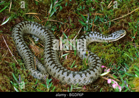 Gemeinsamen europäischen Kreuzotter (Vipera Berus) Männchen kurz nach dem Casting der Haut im Frühjahr Stockfoto