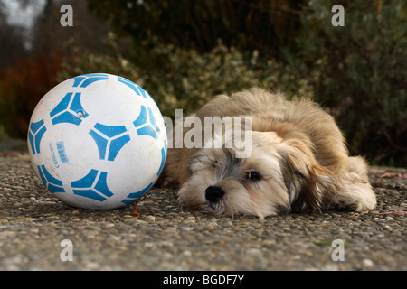 Havaneser Welpen, Männlich, 16 Wochen, mit einem Fußball Stockfoto