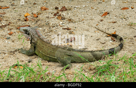 Grüner Leguan (Iguana Iguana), Insel St. Croix, Amerikanische Jungferninseln, Vereinigte Staaten Stockfoto