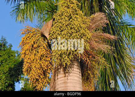 Dattelpalme (Phoenix Dactylifera), mit Samenköpfe, St. Croix Insel, US Virgin Islands, United States Stockfoto