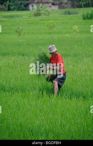 Landwirt Jäten Unkraut in einem Reisfeld, in der Nähe von Yogyakarta, Java, Indonesien, Südostasien Stockfoto