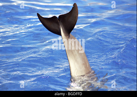 Delfinshow im Oceanografico in Valencia, Spanien, Europa Stockfoto