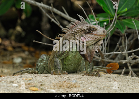 Grüner Leguan (Iguana Iguana), Insel St. Croix, Amerikanische Jungferninseln, Vereinigte Staaten Stockfoto