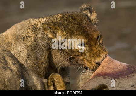 Eine schlammige Löwenjunges beißt an der Haut von einem Nilpferd-Kill. Stockfoto