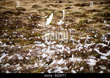 Federn von einem toten Schwan. Island. Singschwan (Cygnus Cygnus) Stockfoto