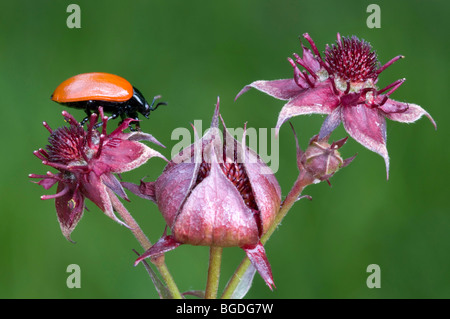 Sumpf, Fingerkraut (Comarum Palustre), See Wagenbruech, Gerold, Bayern, Deutschland, Europa Stockfoto