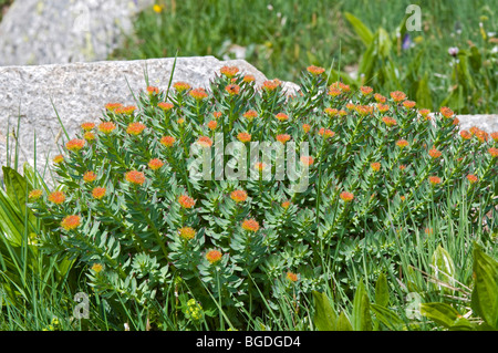 Golden Root (Rhodiola Rosea), Gran Paradiso Nationalpark, Valle d ' Aosta, Italien, Europa Stockfoto