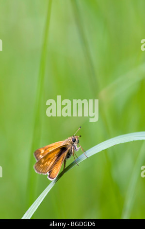 Großen Skipper (Ochlodes Venata), See Lutten, Mittenwald, Bayern, Deutschland, Europa Stockfoto