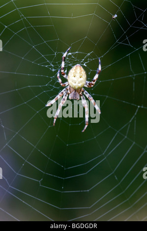 Vier vor Ort Orb Weaver (Araneus Quadratus), Weiblich, Riedener See, Lechtal, Außerfern, Tirol, Österreich, Europa Stockfoto