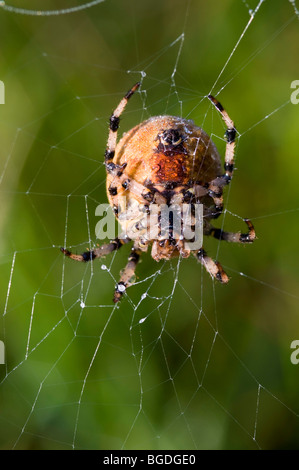 Vier vor Ort Orb Weaver (Araneus Quadratus), Weiblich, Riedener See, Lechtal, Außerfern, Tirol, Österreich, Europa Stockfoto