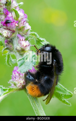 Rotschwanz-Hummel (Bombus Lapidarius), Filz, Wörgl, Nord-Tirol, Österreich, Europa Stockfoto