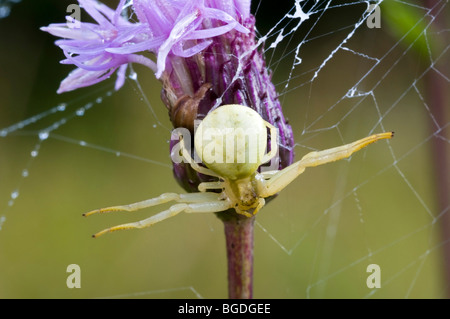 Goldrute-Krabbenspinne (Misumena Vatia), Weiblich, See Riedener, Lechtal, Außerfern, Tirol, Österreich, Europa Stockfoto