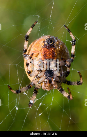 Vier vor Ort Orb Weaver (Araneus Quadratus), Weiblich, Riedener See, Lechtal, Außerfern, Tirol, Österreich, Europa Stockfoto